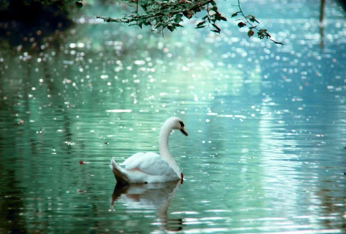 TOUR DEI GIARDINI REALE CON UN ESPERTO BOTANICO