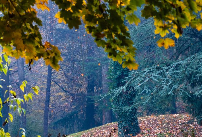 TOUR DEI GIARDINI REALE CON UN ESPERTO BOTANICO